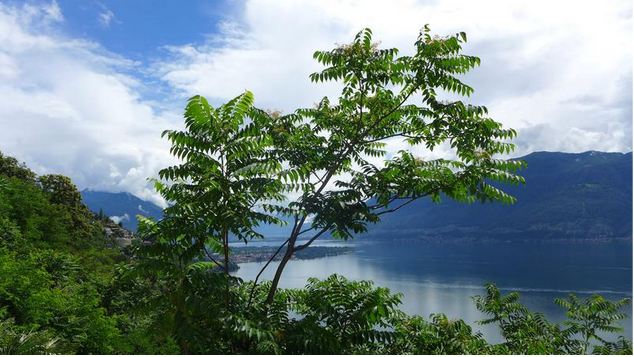 Baum im Vordergrund, ein See im Hintergrund